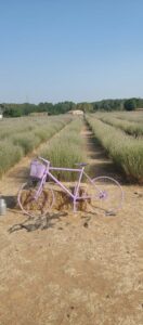 2022 07 21 jardín de  lavanda santa Eulalia de Roncanes