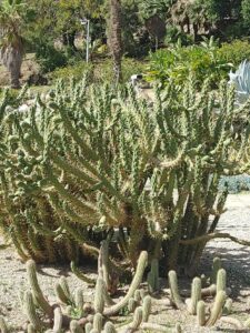 2023 03 12 vegetación del jardín de los cactus