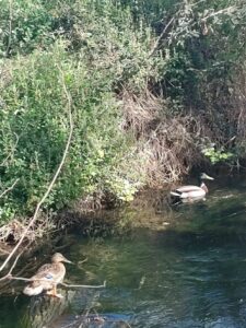 2023 03 30 patitos en el rio del Besos (barrio de Vallbona)