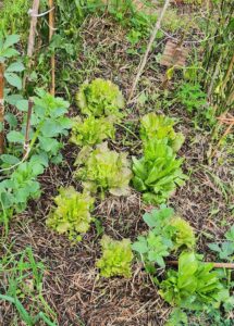 2026 01 02
El huerto agradecido, 
después de las lluvias 
torrenciales de Barcelona. El invierno cambia las hortalizas.